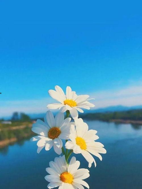 早安最新爆料图片,揭秘最新爆料图片背后的惊人真相