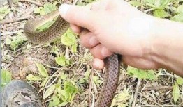 猛蛇过江最新爆料,幕后真相与惊人内幕大曝光